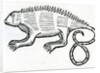 Iguana from 'la Historia general de las Indias' 1547 by Christopher Columbus