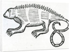 Iguana from 'la Historia general de las Indias' 1547 by Christopher Columbus