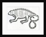 Iguana from 'la Historia general de las Indias' 1547 by Christopher Columbus