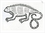 Iguana from 'la Historia general de las Indias' 1547 by Christopher Columbus