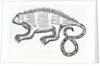 Iguana from 'la Historia general de las Indias' 1547 by Christopher Columbus