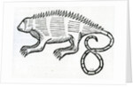 Iguana from 'la Historia general de las Indias' 1547 by Christopher Columbus