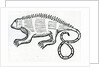 Iguana from 'la Historia general de las Indias' 1547 by Christopher Columbus