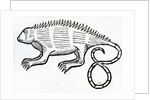 Iguana from 'la Historia general de las Indias' 1547 by Christopher Columbus