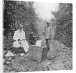 Mid-day halt on the march by English Photographer