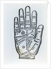 Palmistry by English School