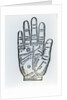 Palmistry by English School