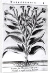 A Tobacco Plant, 1622 by English School