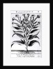 A Tobacco Plant, 1622 by English School