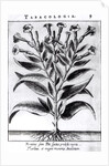 A Tobacco Plant, 1622 by English School