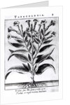 A Tobacco Plant, 1622 by English School