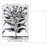 A Tobacco Plant, 1622 by English School