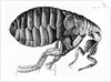A Flea from Microscope Observation by Robert Hooke, 1665 by English School