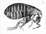 A Flea from Microscope Observation by Robert Hooke, 1665 by English School