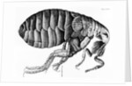 A Flea from Microscope Observation by Robert Hooke, 1665 by English School