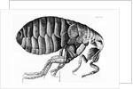 A Flea from Microscope Observation by Robert Hooke, 1665 by English School