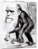 Charles Darwin 'A Venerable Orang-Outang', 1871 by English School