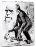 Charles Darwin 'A Venerable Orang-Outang', 1871 by English School