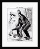 Charles Darwin 'A Venerable Orang-Outang', 1871 by English School