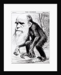 Charles Darwin 'A Venerable Orang-Outang', 1871 by English School