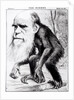 Charles Darwin 'A Venerable Orang-Outang', 1871 by English School