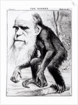 Charles Darwin 'A Venerable Orang-Outang', 1871 by English School
