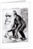Charles Darwin 'A Venerable Orang-Outang', 1871 by English School