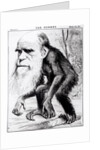 Charles Darwin 'A Venerable Orang-Outang', 1871 by English School