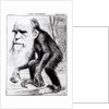Charles Darwin 'A Venerable Orang-Outang', 1871 by English School