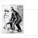 Charles Darwin 'A Venerable Orang-Outang', 1871 by English School