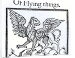 A Griffin by English School
