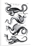 Four types of dragon by English School