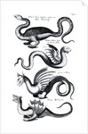 Four types of dragon by English School