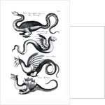 Four types of dragon by English School