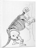 Skeleton of a Mylodon by English School