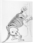 Skeleton of a Mylodon by English School