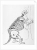 Skeleton of a Mylodon by English School