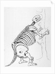 Skeleton of a Mylodon by English School