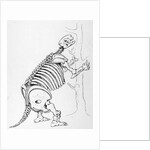 Skeleton of a Mylodon by English School
