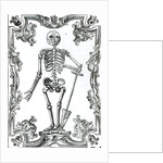 Skeleton with a Shovel by German School