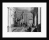 Giraffes on the staircase in the British Museum, 1845 by George the Elder Scharf