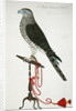 Indian Sparrow-Hawk by School English