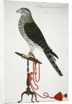 Indian Sparrow-Hawk by School English