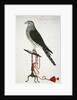 Indian Sparrow-Hawk by School English