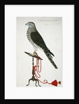 Indian Sparrow-Hawk by School English