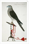Indian Sparrow-Hawk by School English