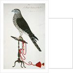 Indian Sparrow-Hawk by School English