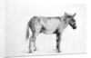 Donkey 1766 by George Stubbs