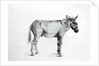 Donkey 1766 by George Stubbs
