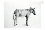 Donkey 1766 by George Stubbs